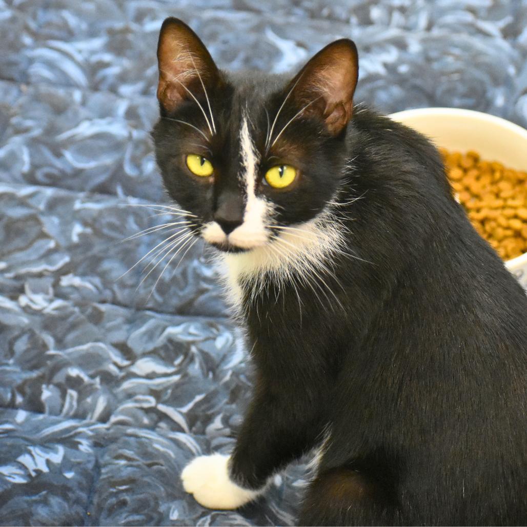 Enlarge Feta, a Adoptable Domestic Short Hair in Mebane, NC image 4/6