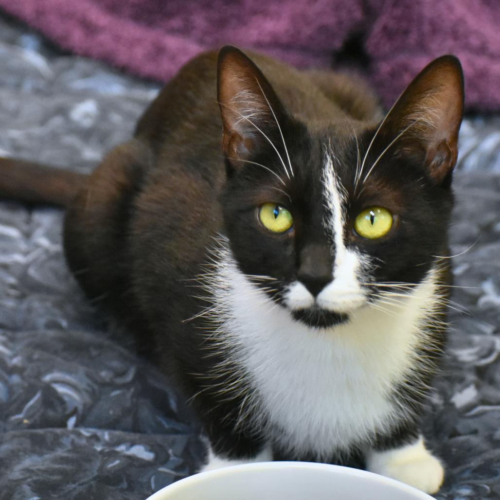 Enlarge Feta, a Adoptable Domestic Short Hair in Mebane, NC image 5/6