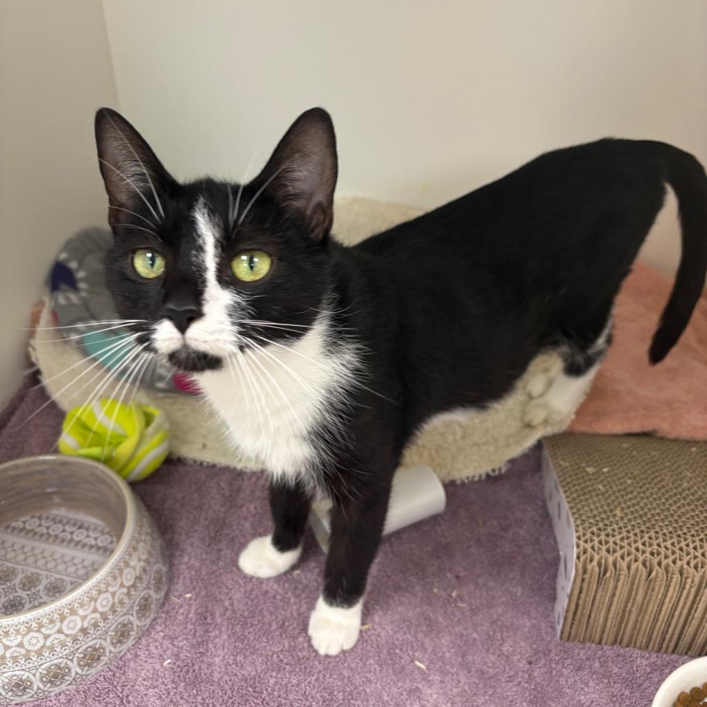 Enlarge Feta, a Adoptable Domestic Short Hair in Mebane, NC image 6/6