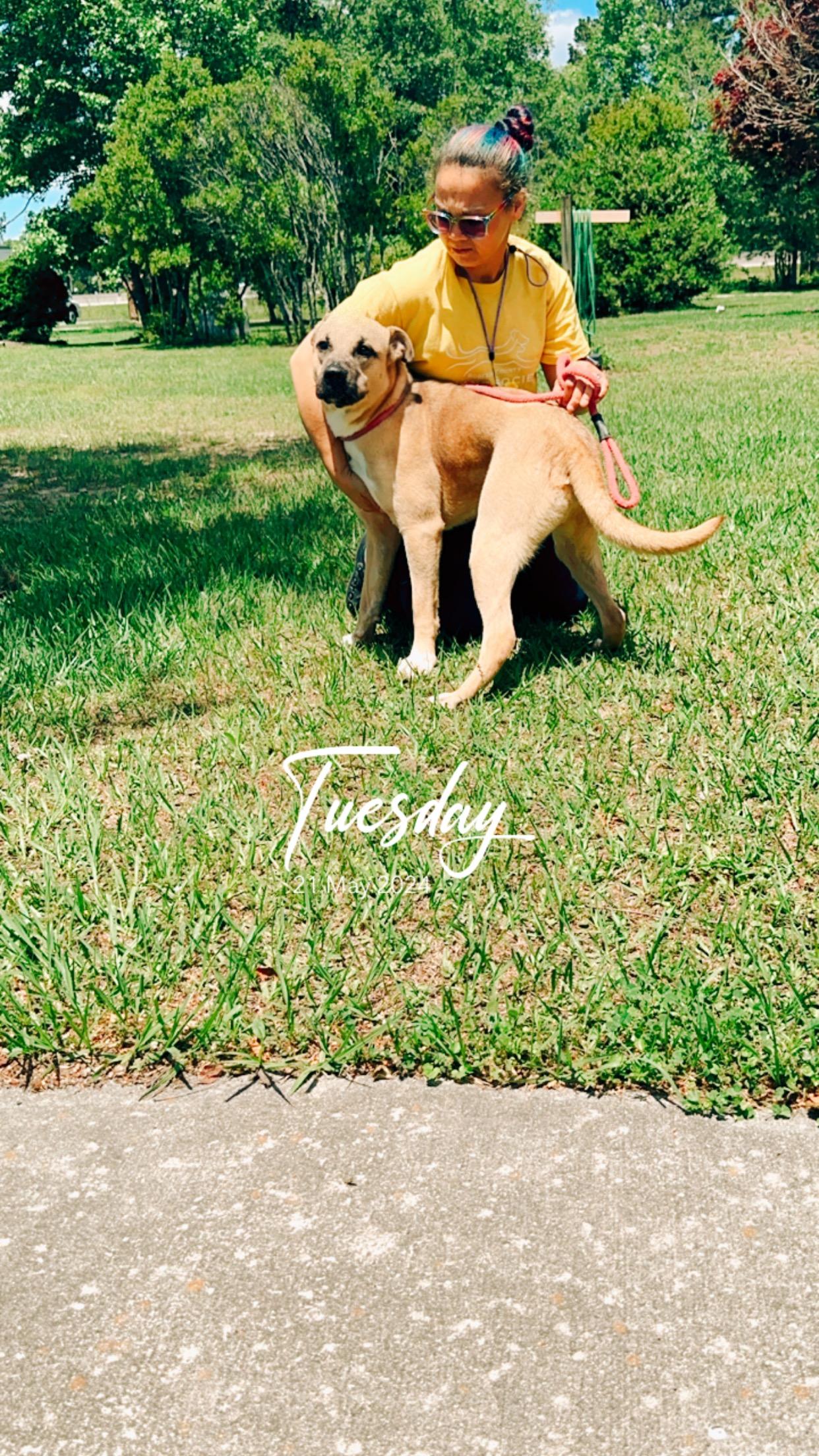 Scrappy, Adoptable, Adult Male Pit Bull Terrier.