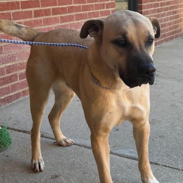 Scrappy, Adoptable, Adult Male Pit Bull Terrier.