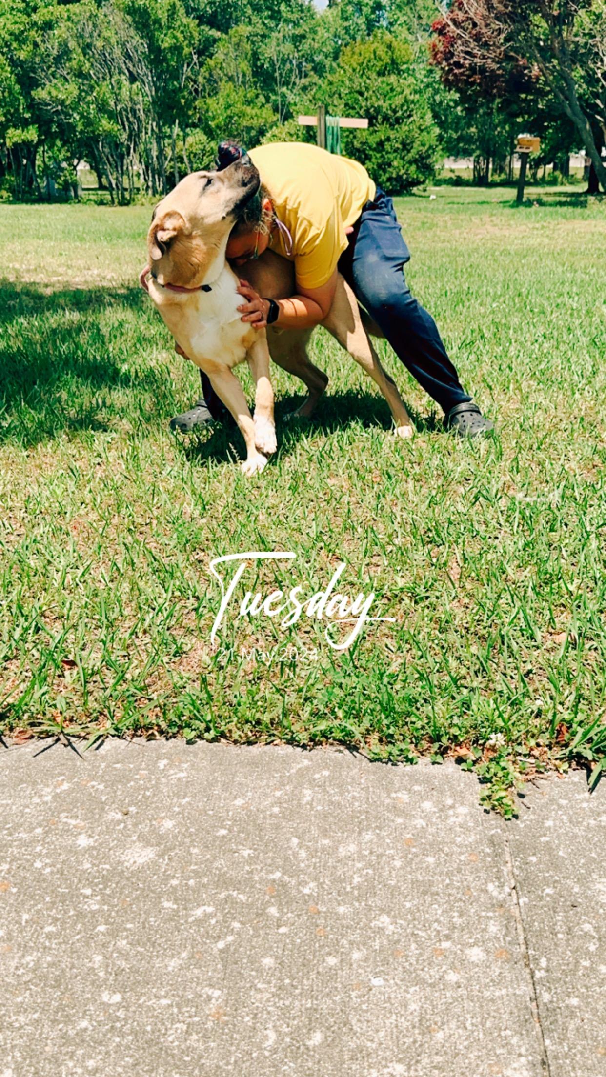 Enlarge Scrappy, a Adoptable mixed breed in Lumberton, NC image 2/3