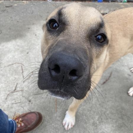 Enlarge Scrappy, a Adoptable mixed breed in Lumberton, NC image 2/6