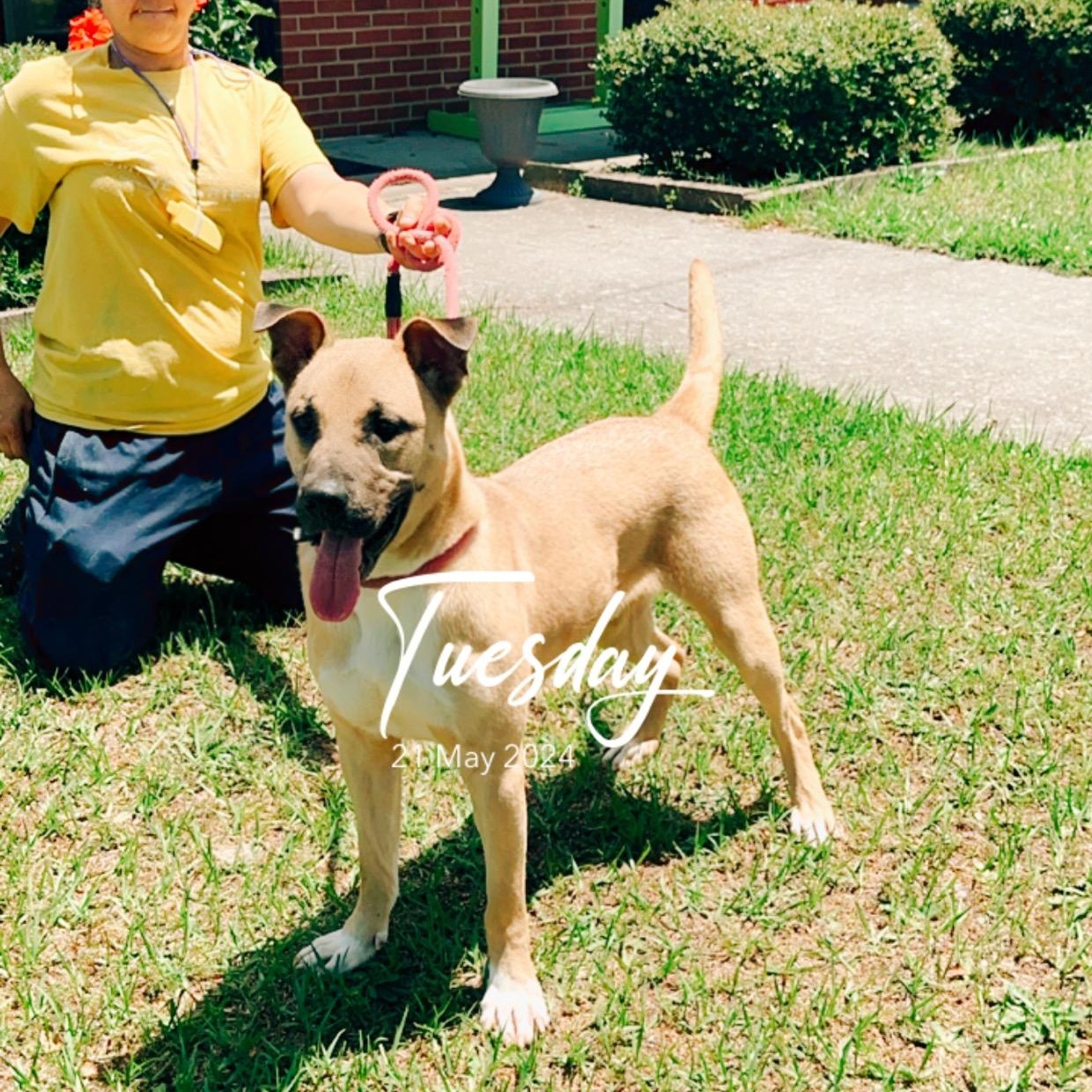 Enlarge Scrappy, a Adoptable mixed breed in Lumberton, NC image 5/6