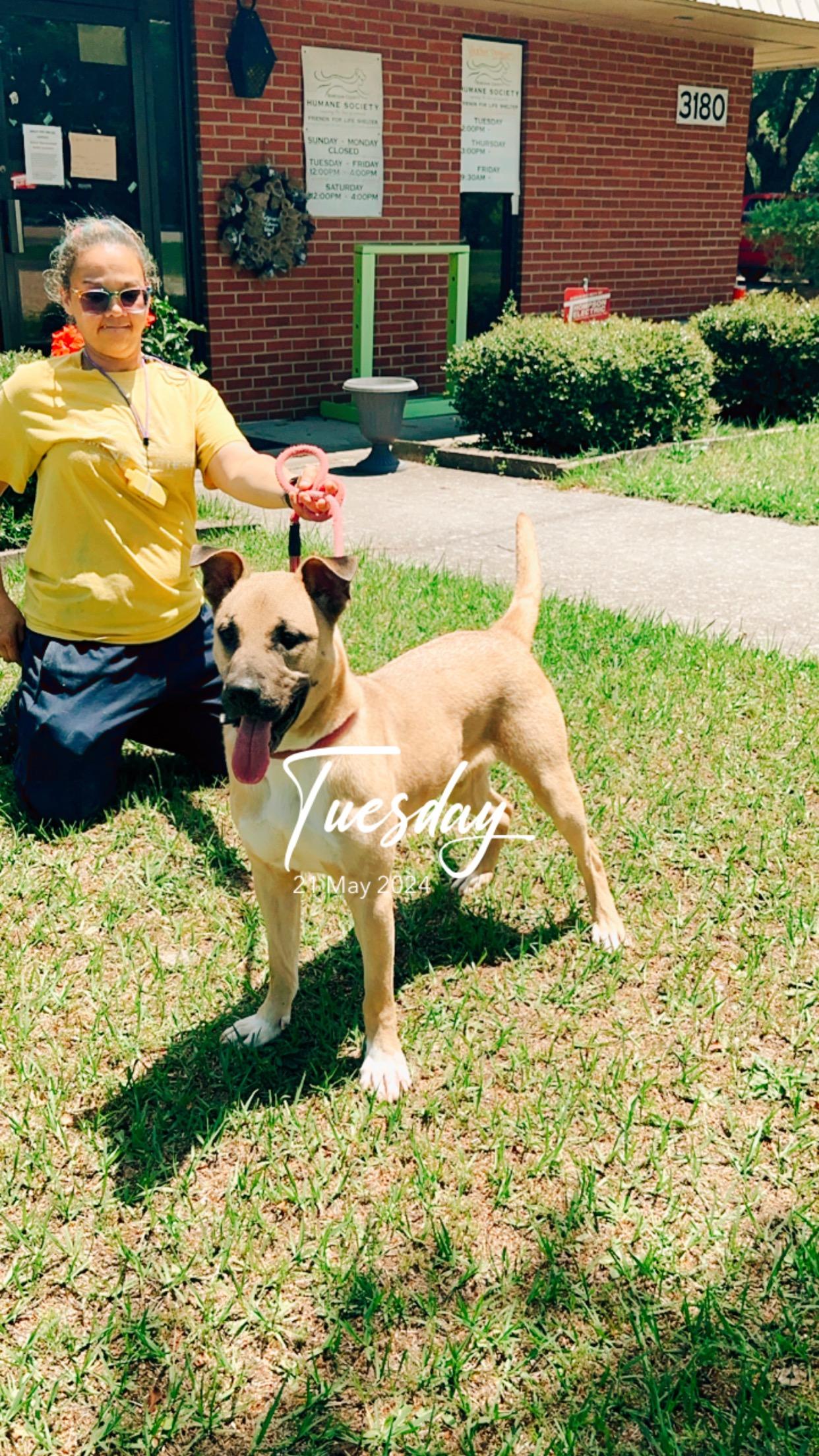 Enlarge Scrappy, a Adoptable mixed breed in Lumberton, NC image 3/3