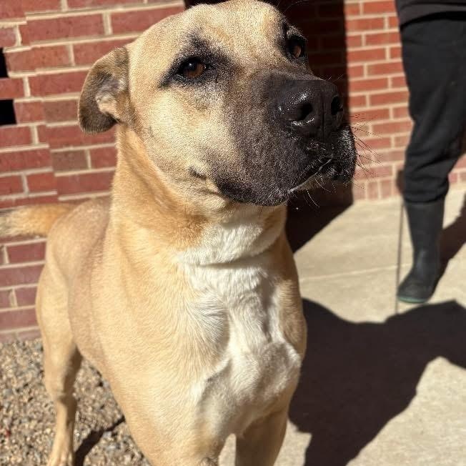 Enlarge Scrappy, a Adoptable mixed breed in Lumberton, NC image 3/6