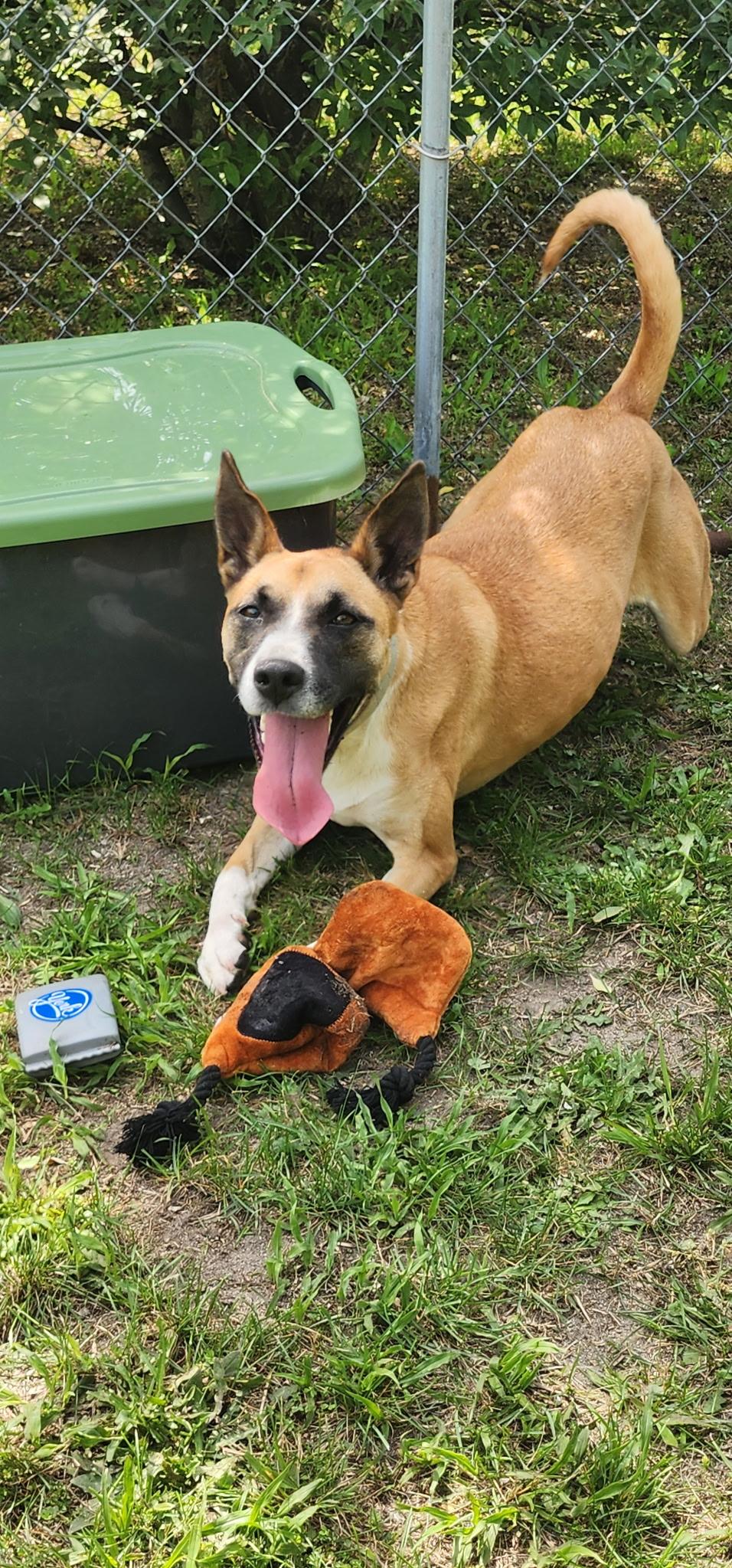 Ruby, a Adoptable mixed breed in Egg Harbor City, NJ image 1/2