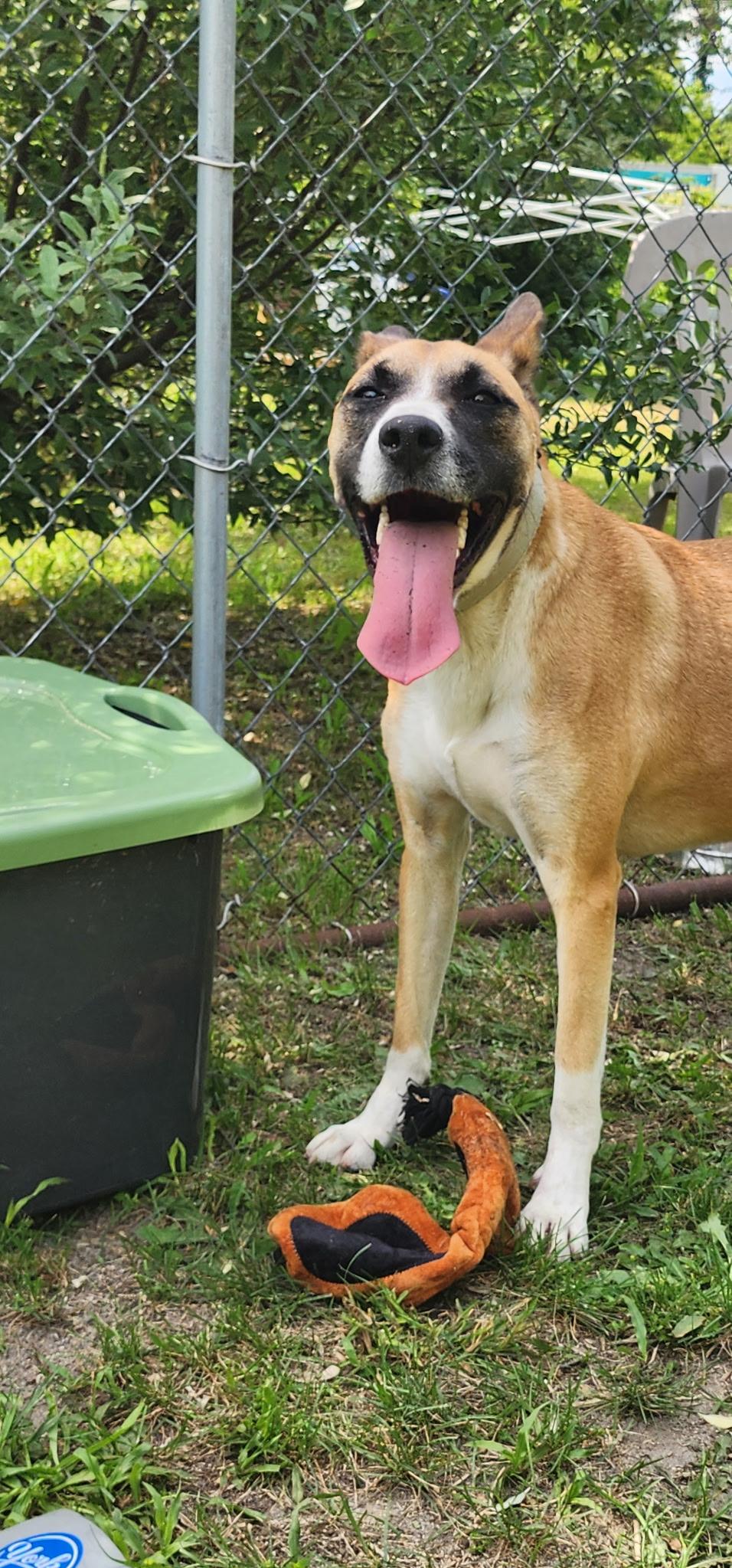Ruby, a Adoptable mixed breed in Egg Harbor City, NJ image 2/2