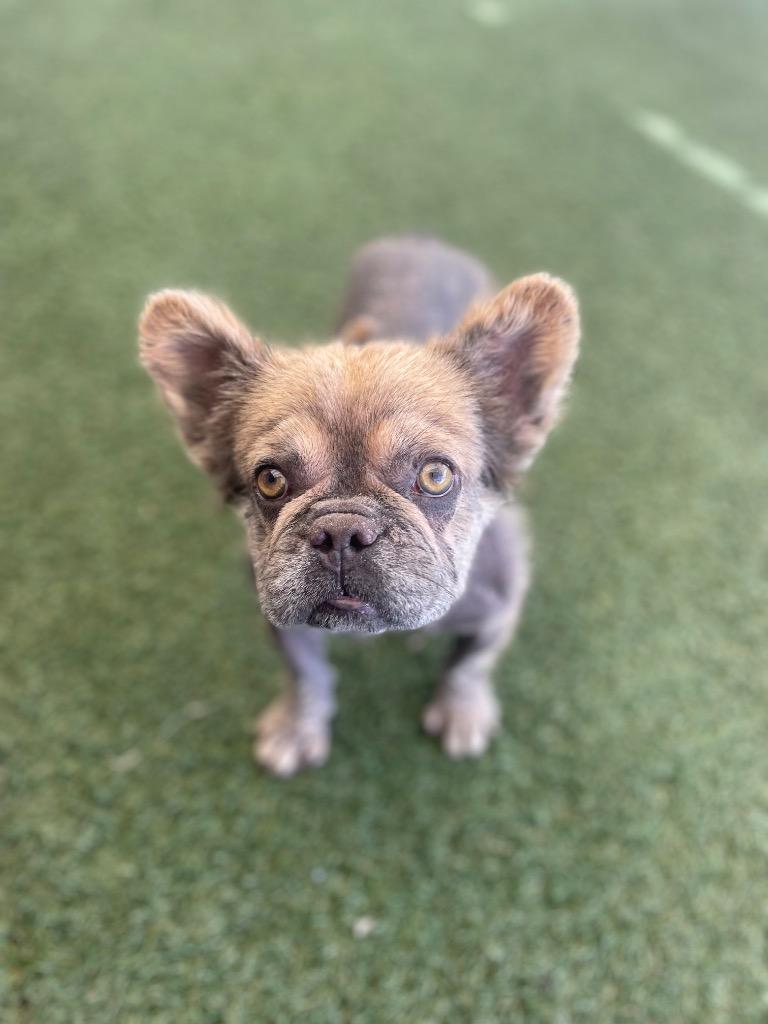 Zoboomafoo, Adoptable, Adult Male French Bulldog.