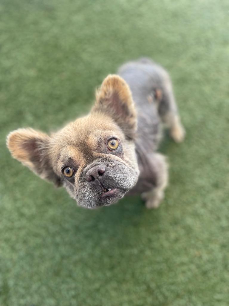 Enlarge Zoboomafoo, a Adoptable French Bulldog in Gardena, CA image 2/6