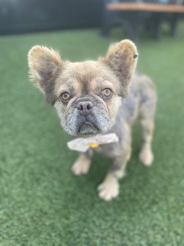Enlarge Zoboomafoo, a Adoptable French Bulldog in Gardena, CA image 3/6