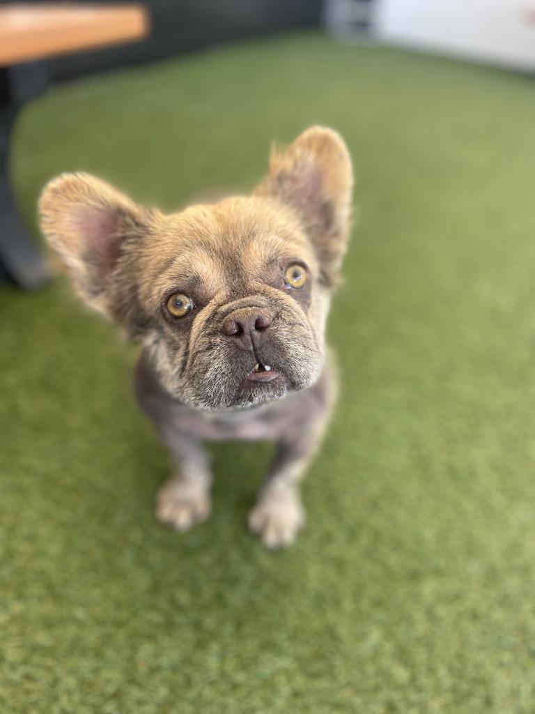 Enlarge Zoboomafoo, a Adoptable French Bulldog in Gardena, CA image 4/6