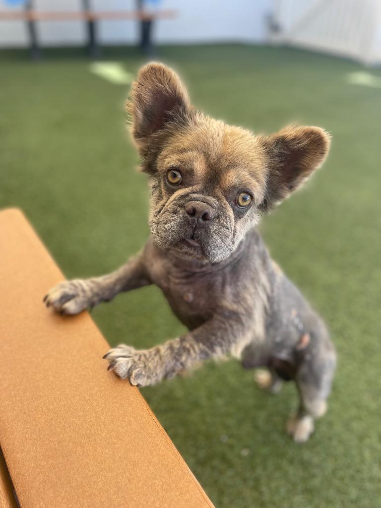 Enlarge Zoboomafoo, a Adoptable French Bulldog in Gardena, CA image 5/6