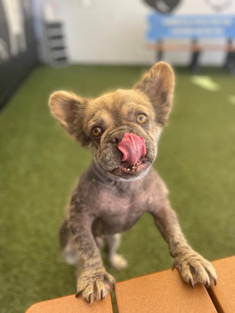 Enlarge Zoboomafoo, a Adoptable French Bulldog in Gardena, CA image 6/6