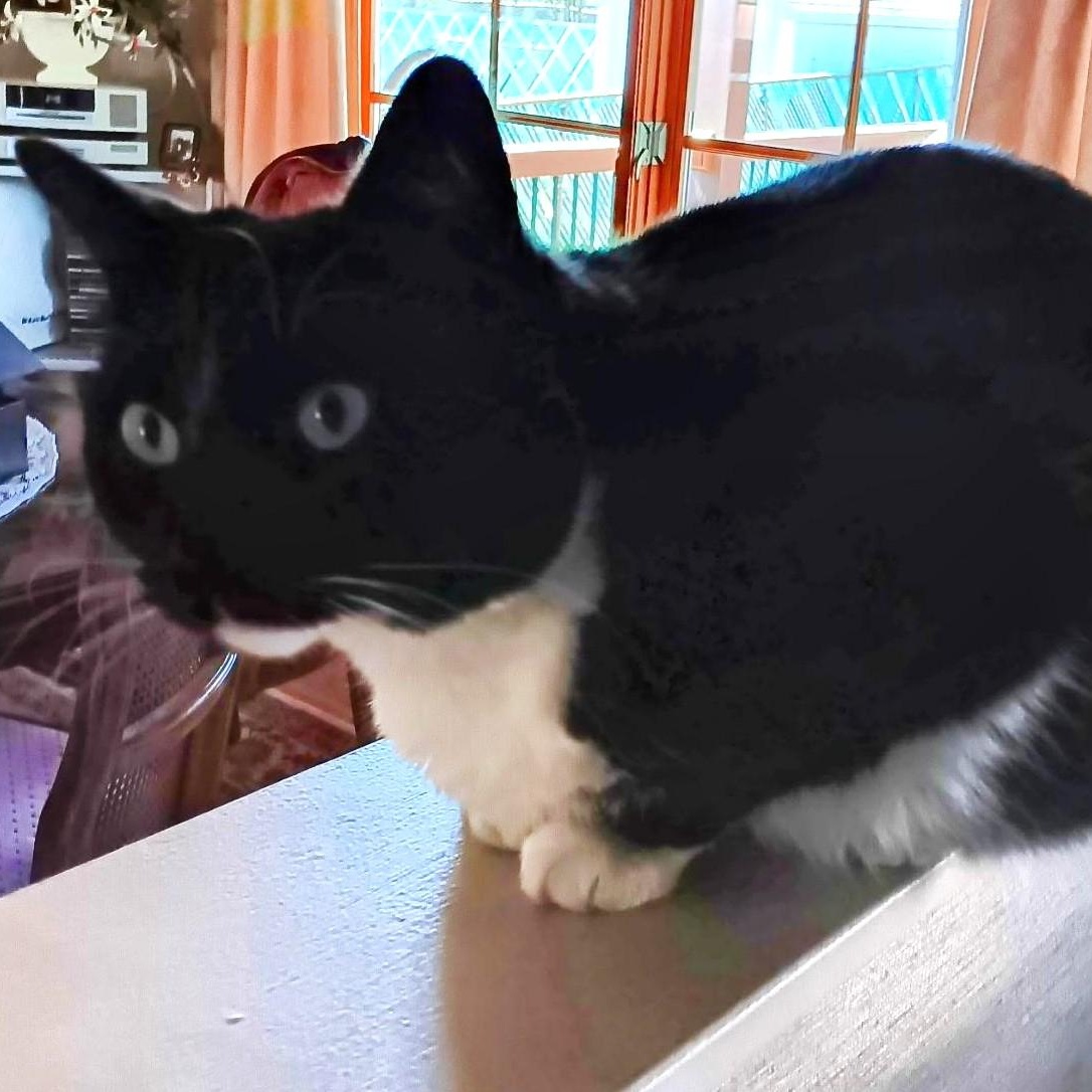 Louie thumbnail 3
