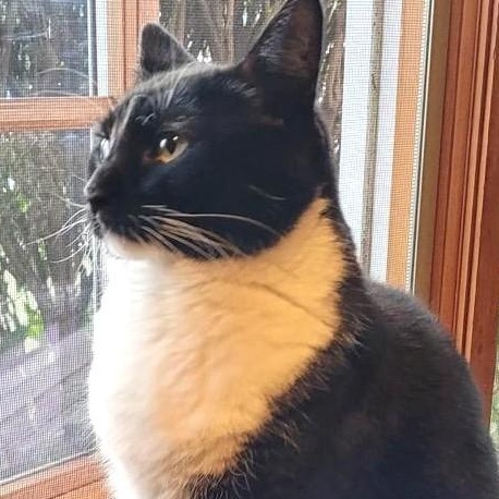 Louie photo 1