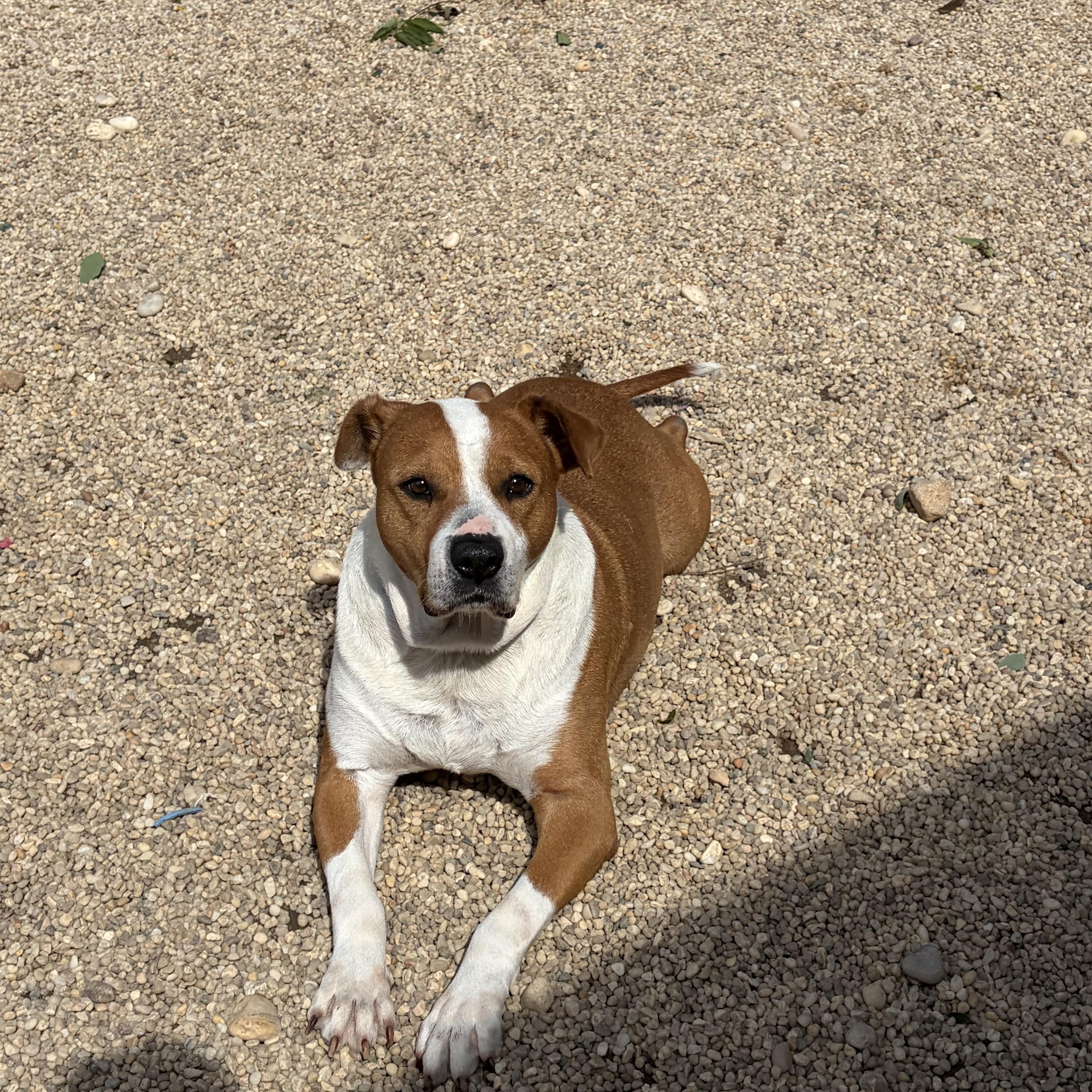 Enlarge Roscoe, a Adoptable mixed breed in AQUEBOGUE, NY image 1/2