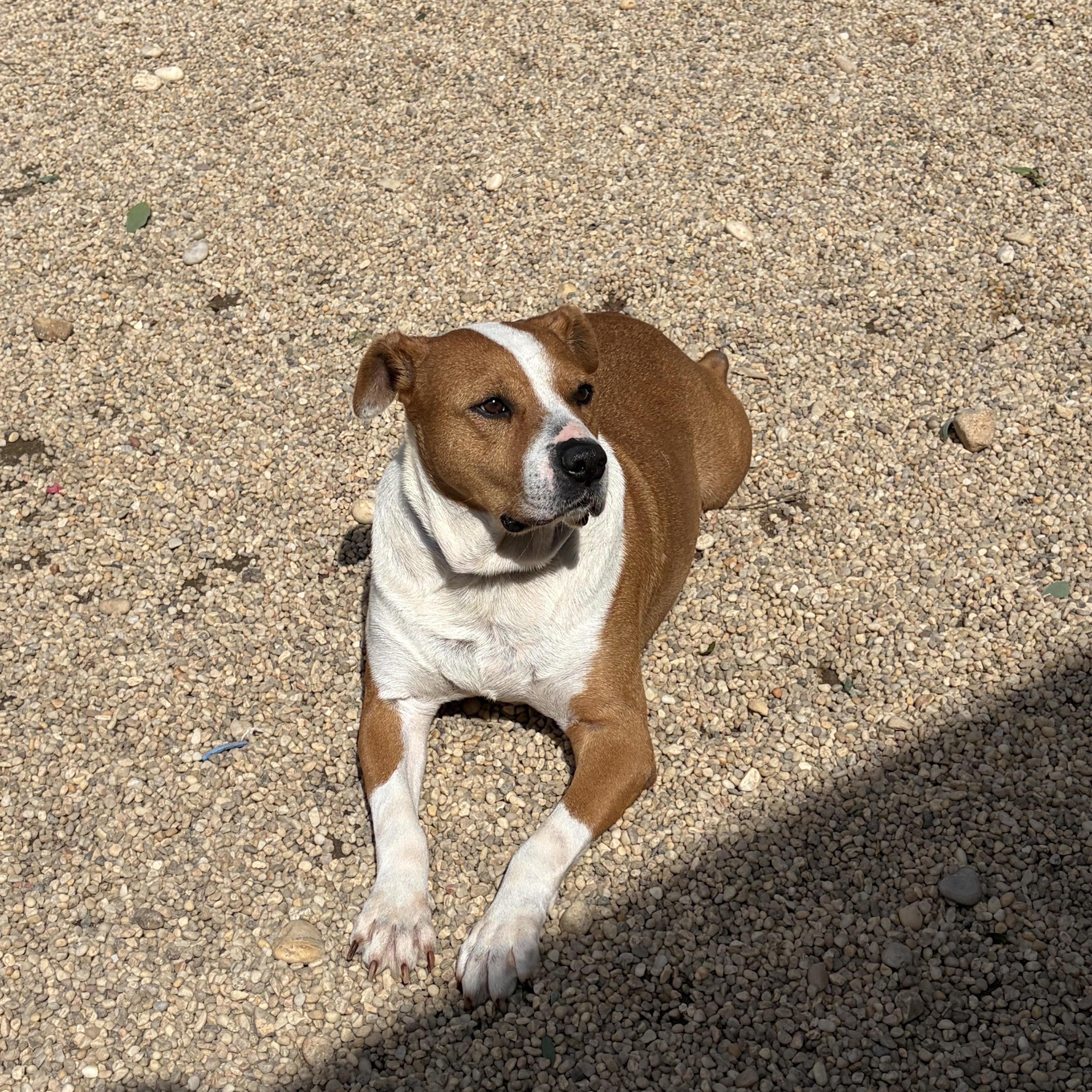 Enlarge Roscoe, a Adoptable mixed breed in AQUEBOGUE, NY image 2/2
