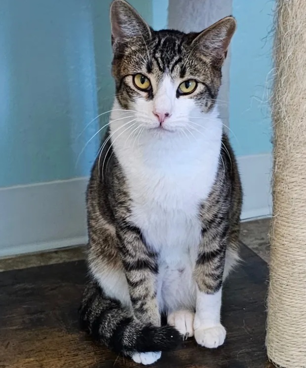 Austin, an adoptable Domestic Short Hair in San Bernardino, CA_image-1