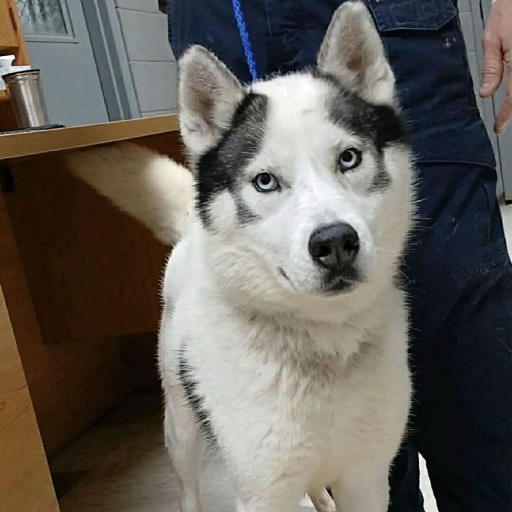Winston, Adoptable, Adult Male Husky & Mixed Breed.