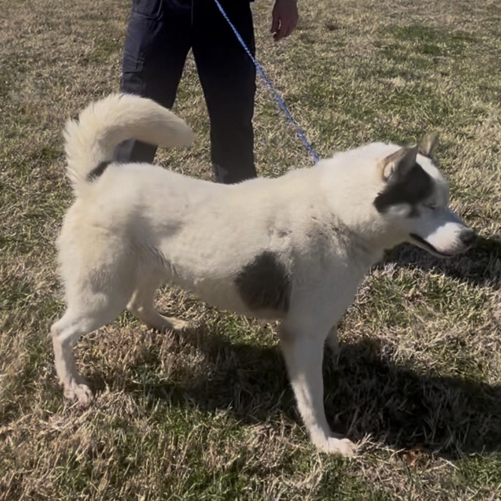 Winston, a Adoptable mixed breed in Olathe, KS image 2/5