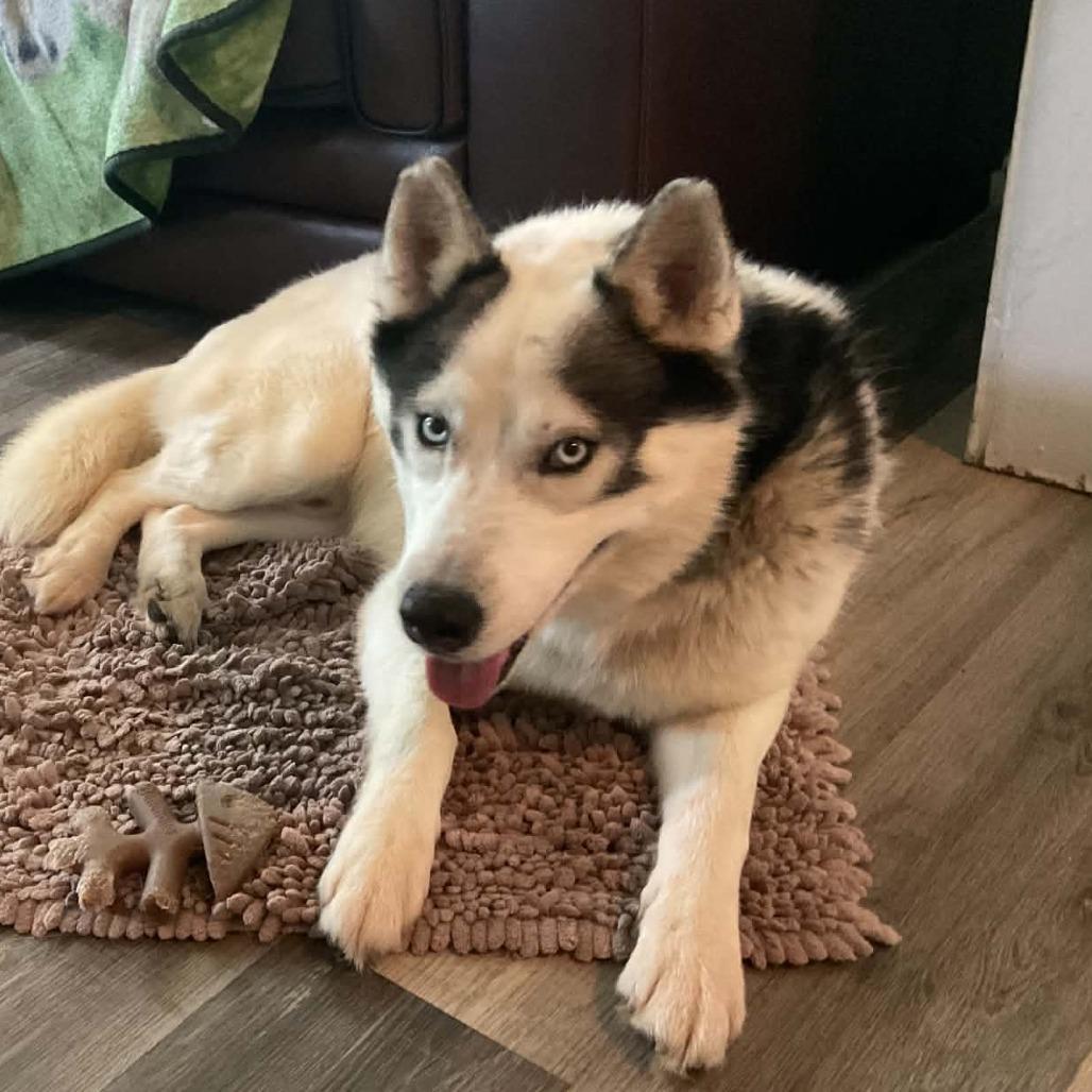 Winston, a Adoptable mixed breed in Olathe, KS image 3/5