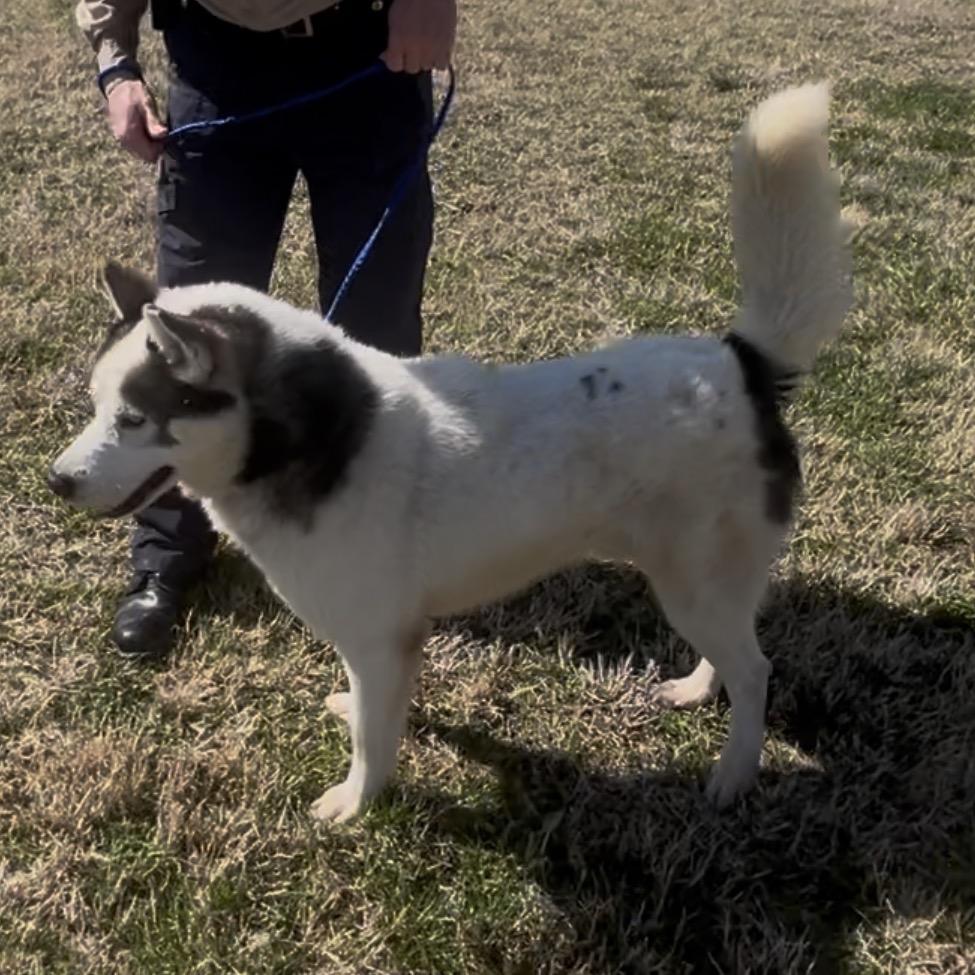 Winston, a Adoptable mixed breed in Olathe, KS image 4/5