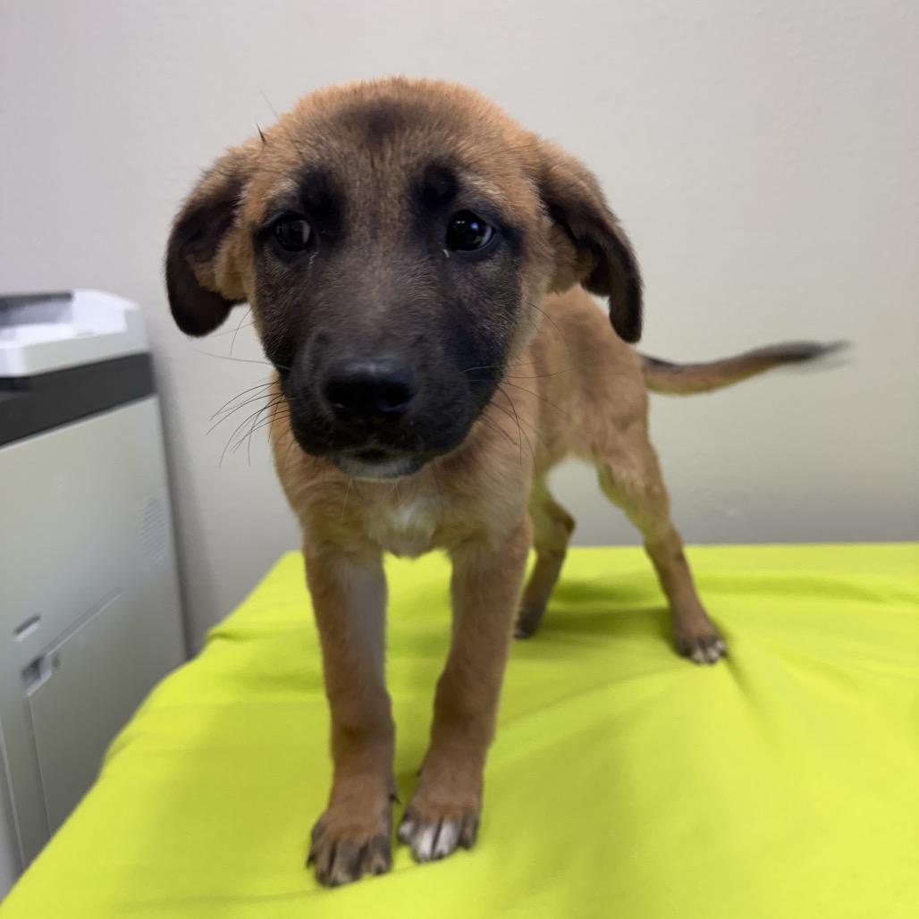 Jesse, Adoptable, Puppy Female Shepherd.