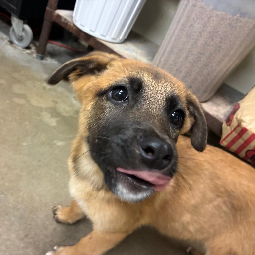 Jesse, Adoptable, Puppy Female Shepherd.