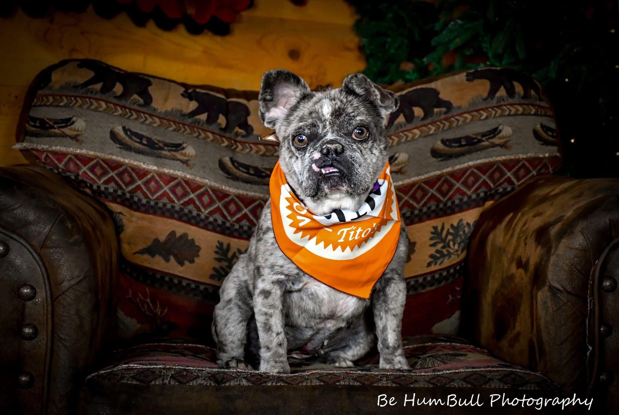 Enlarge Squish, a ADOPTABLE mixed breed in Georgetown , CA image 1/1