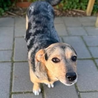 Enlarge Lawless, a ADOPTABLE mixed breed in Hopkinton, MA image 3/5