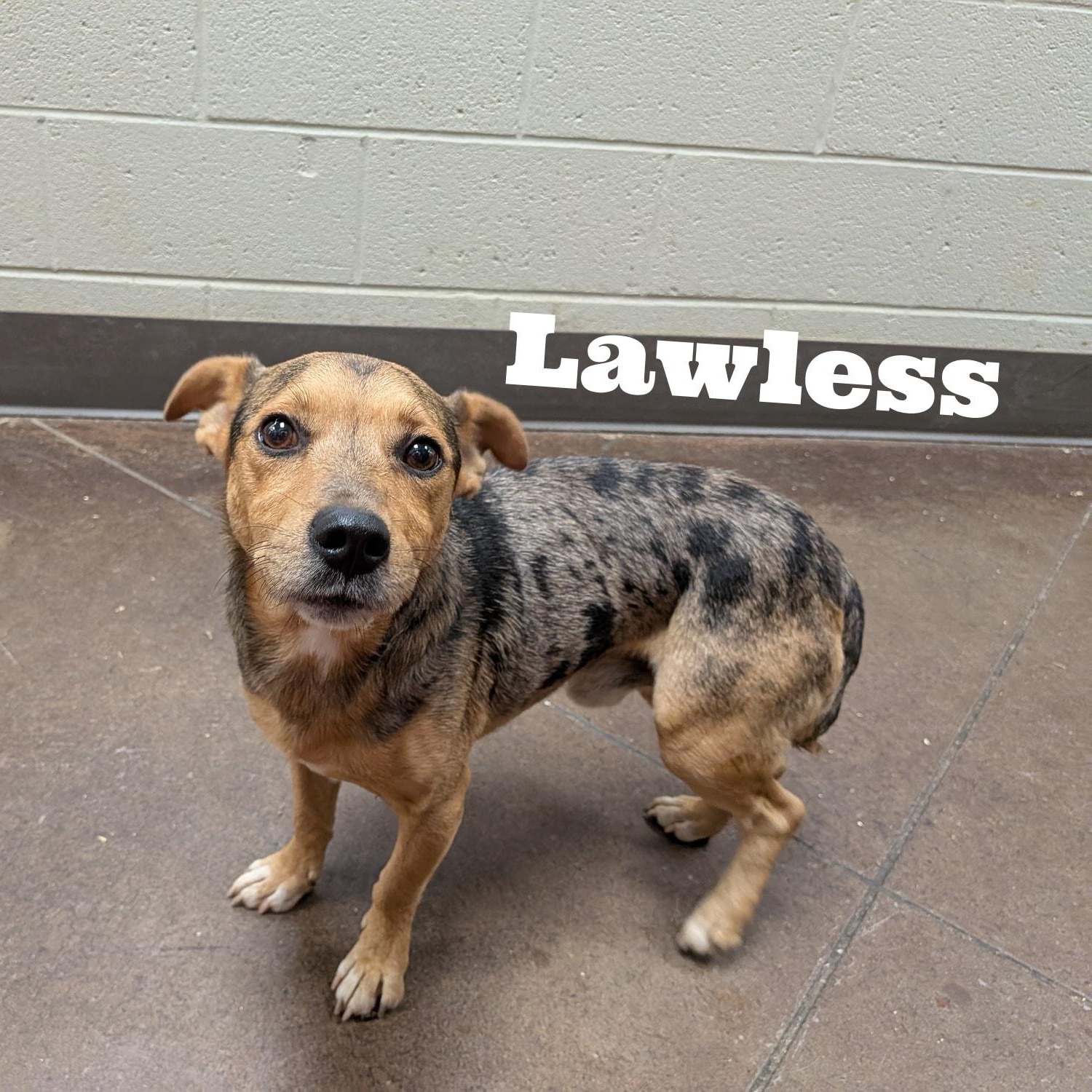 Enlarge Lawless, a ADOPTABLE mixed breed in Hopkinton, MA image 1/5