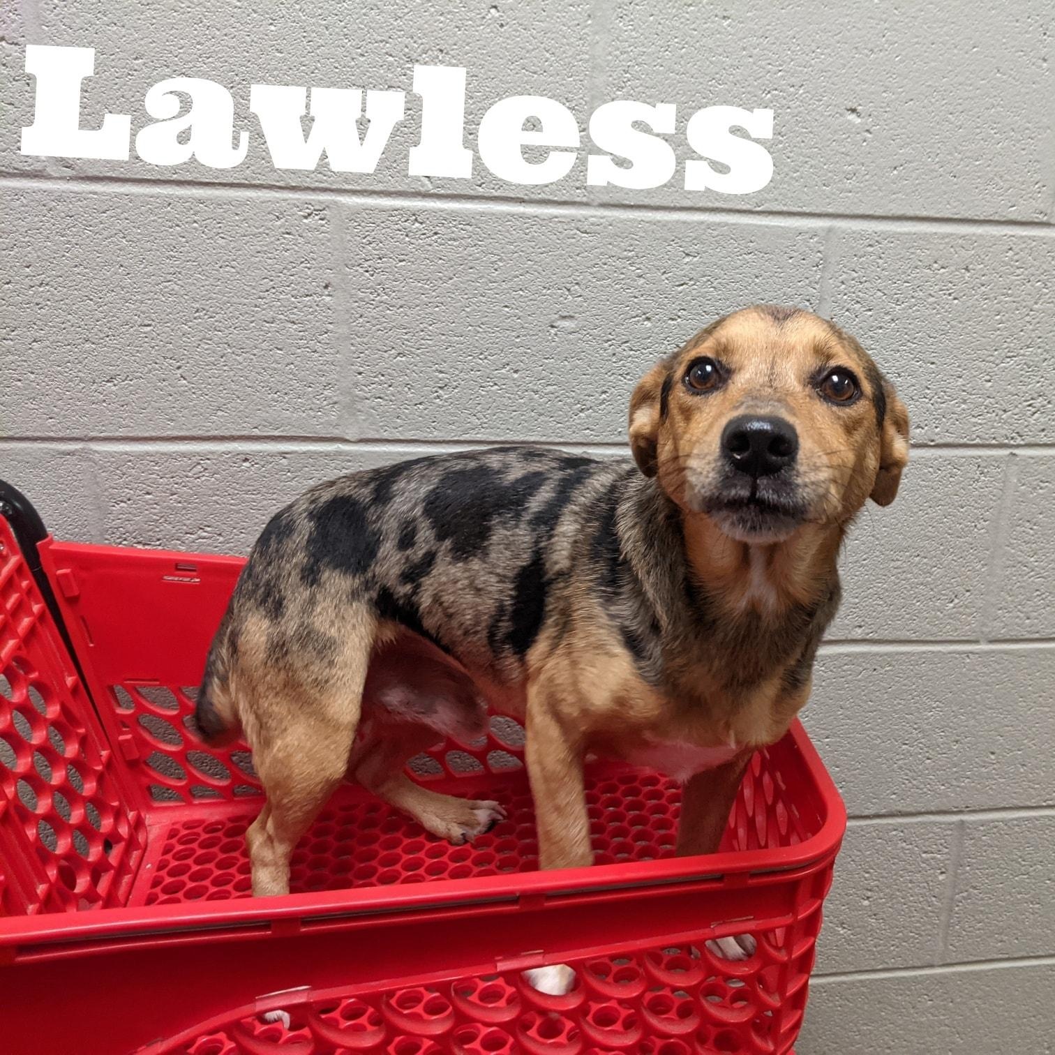 Enlarge Lawless, a ADOPTABLE mixed breed in Hopkinton, MA image 4/5