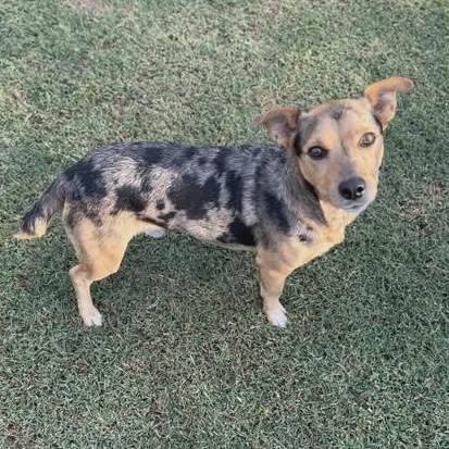 Enlarge Lawless, a ADOPTABLE mixed breed in Hopkinton, MA image 2/5