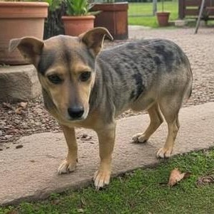 Enlarge Lawless, a ADOPTABLE mixed breed in Hopkinton, MA image 5/5