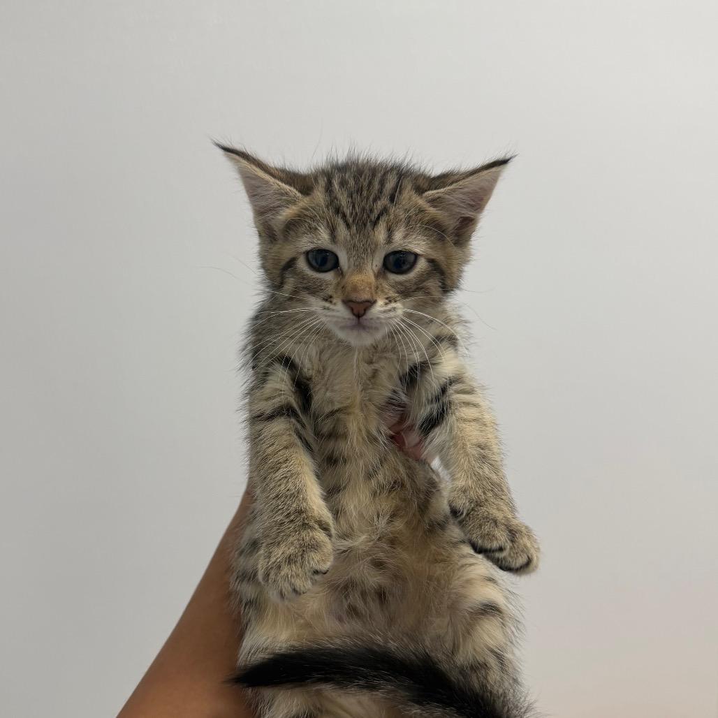 Patty, Adoptable, Kitten Female Domestic Short Hair.