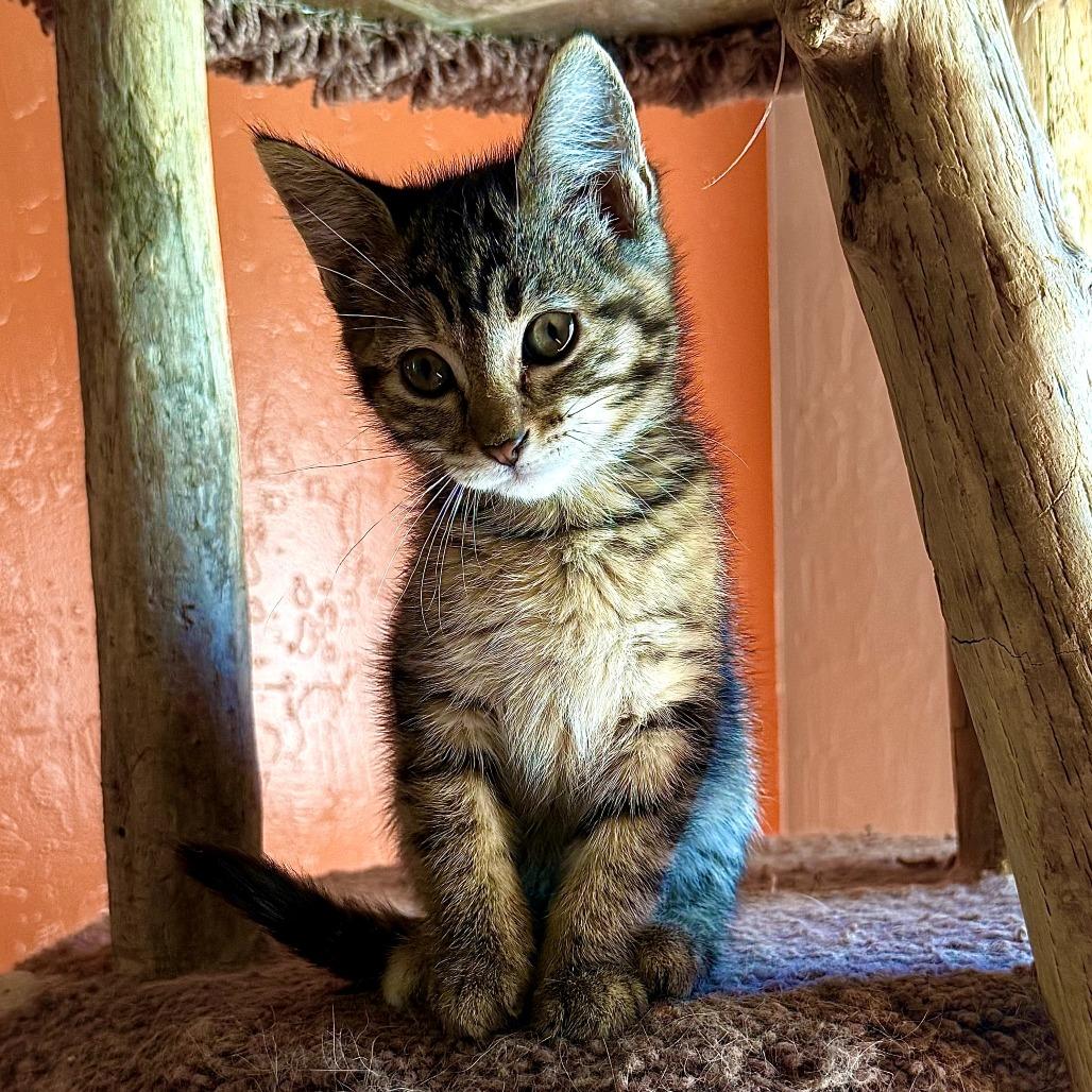 Enlarge Patty, a Adoptable Domestic Short Hair in Sunnyvale, CA image 2/3