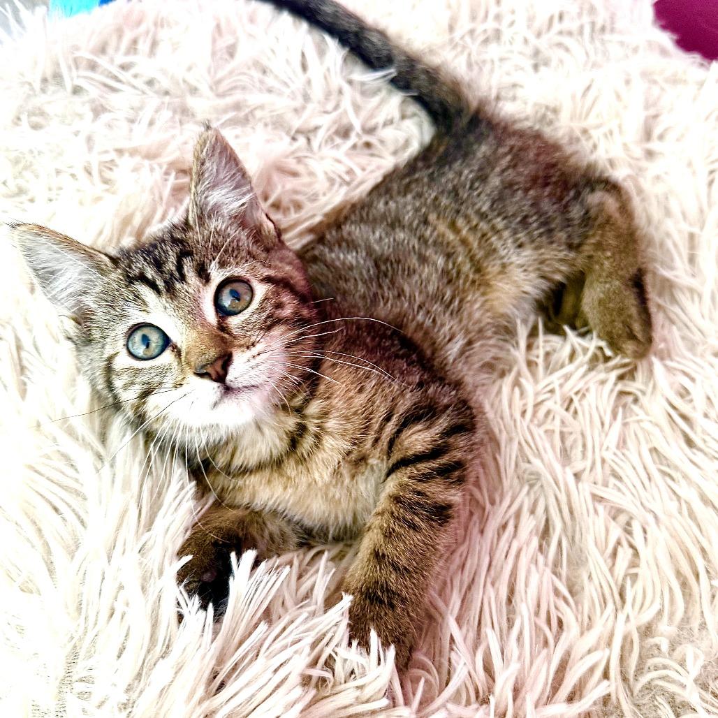 Enlarge Patty, a Adoptable Domestic Short Hair in Sunnyvale, CA image 3/3