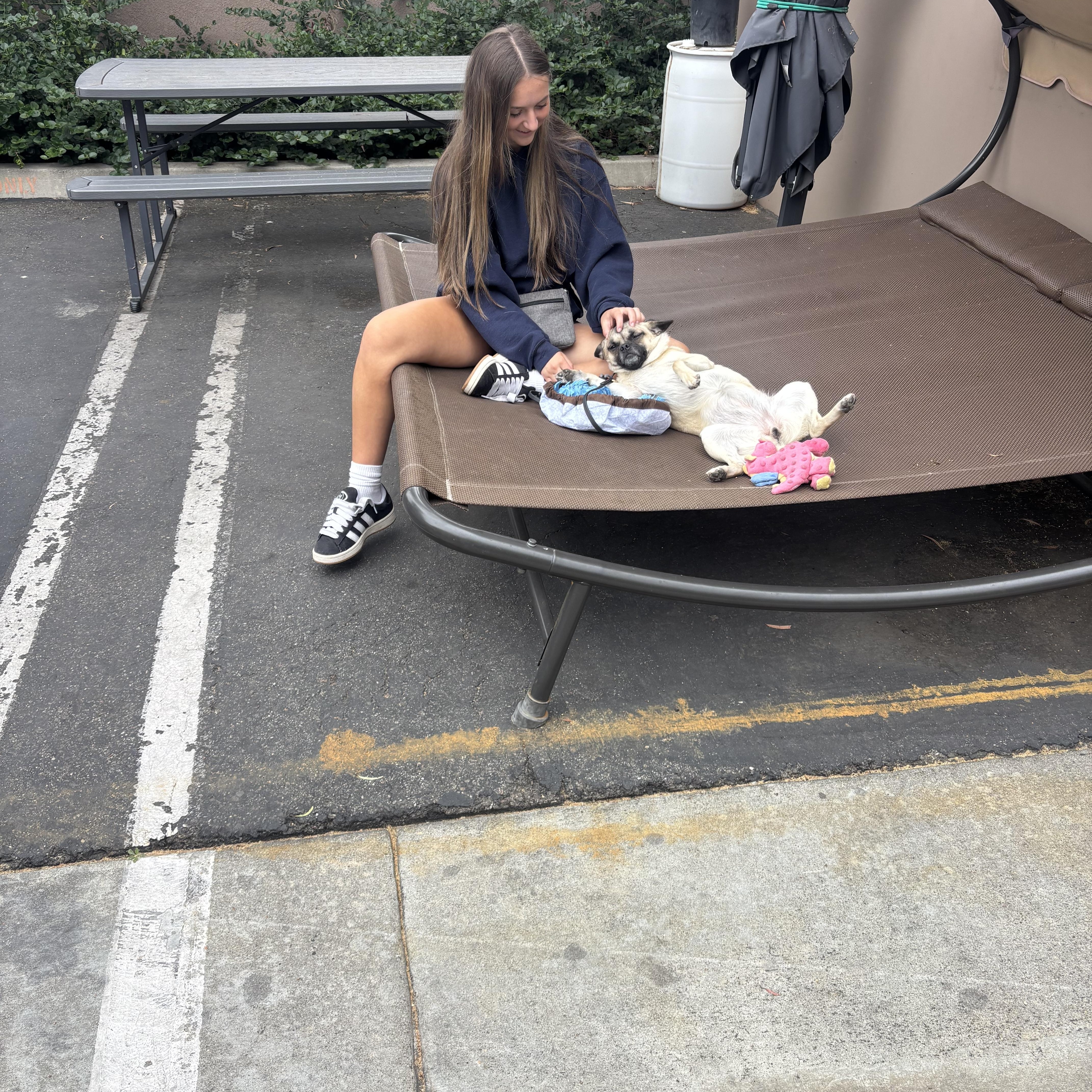 Enlarge Lilo, a ADOPTABLE mixed breed in Rancho Santa Margarita, CA image 4/4