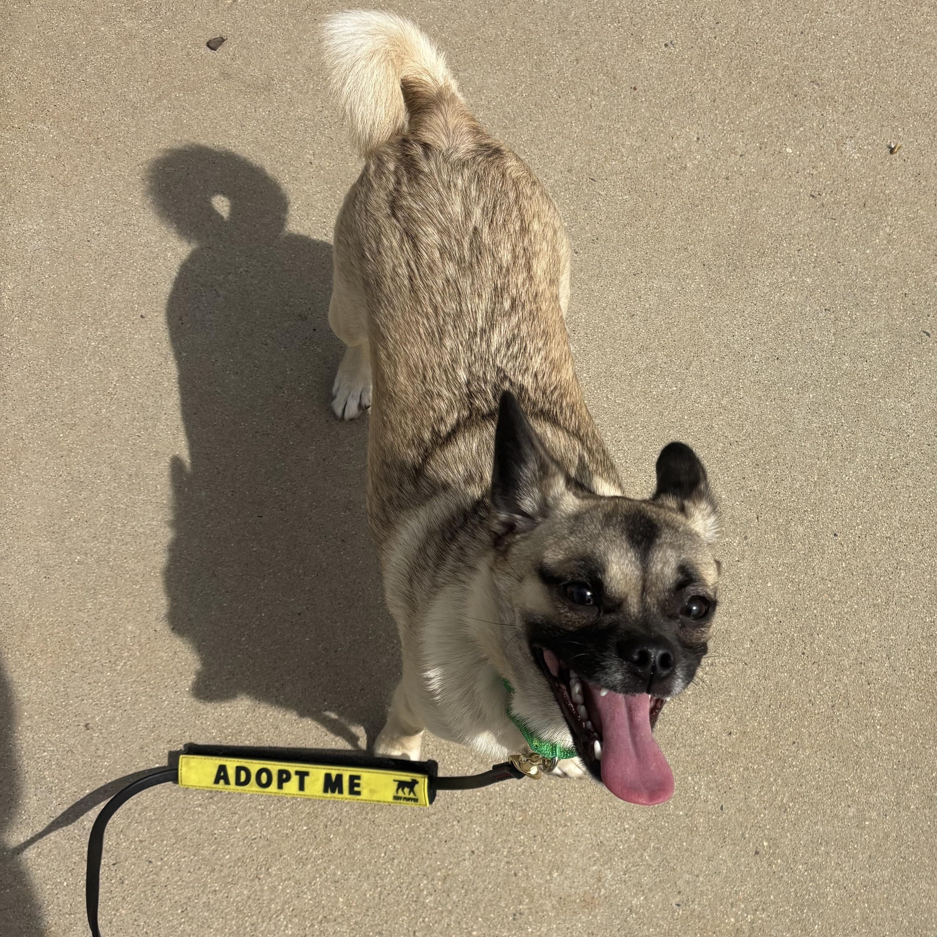 Enlarge Lilo, a ADOPTABLE mixed breed in Rancho Santa Margarita, CA image 2/4