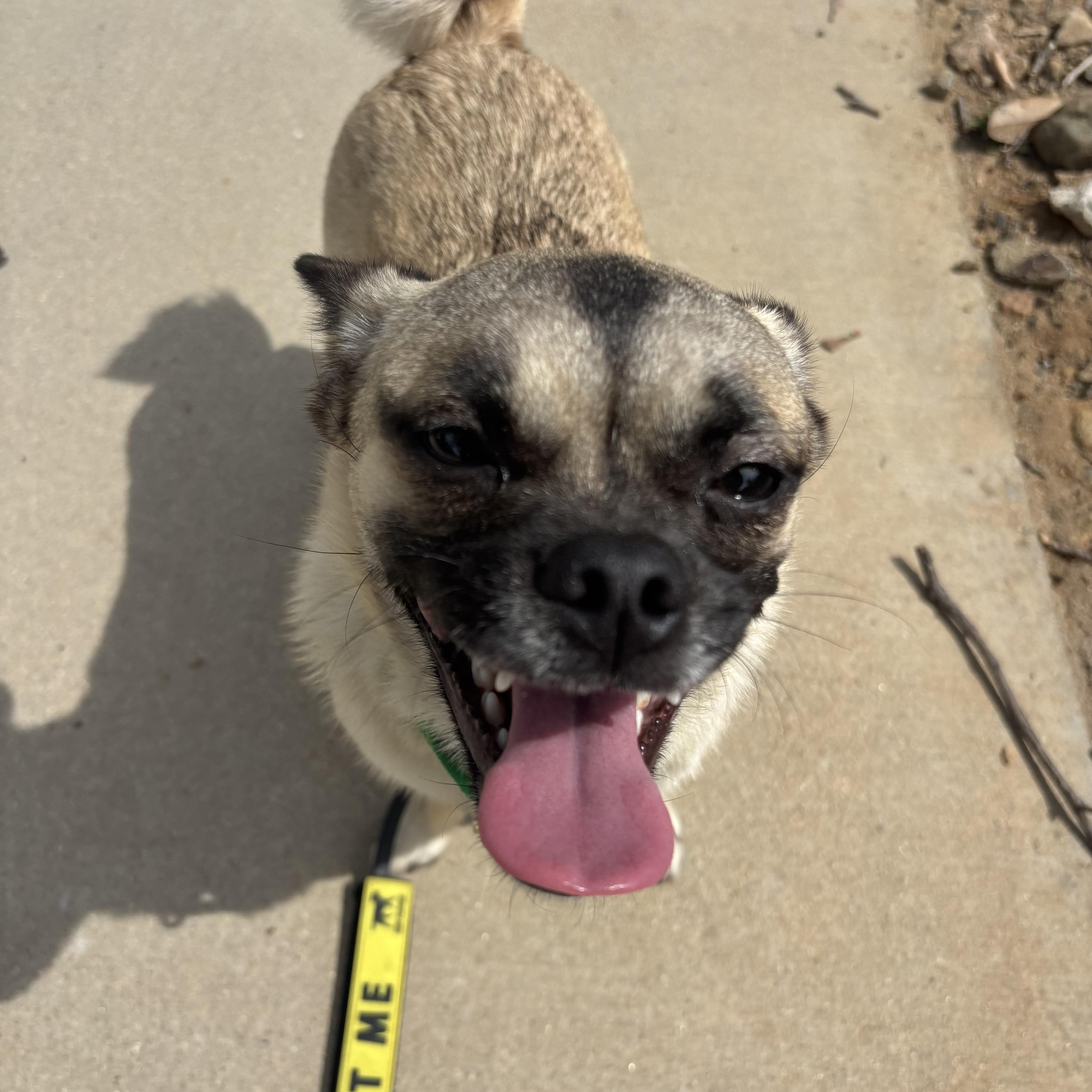 Enlarge Lilo, a ADOPTABLE mixed breed in Rancho Santa Margarita, CA image 3/4