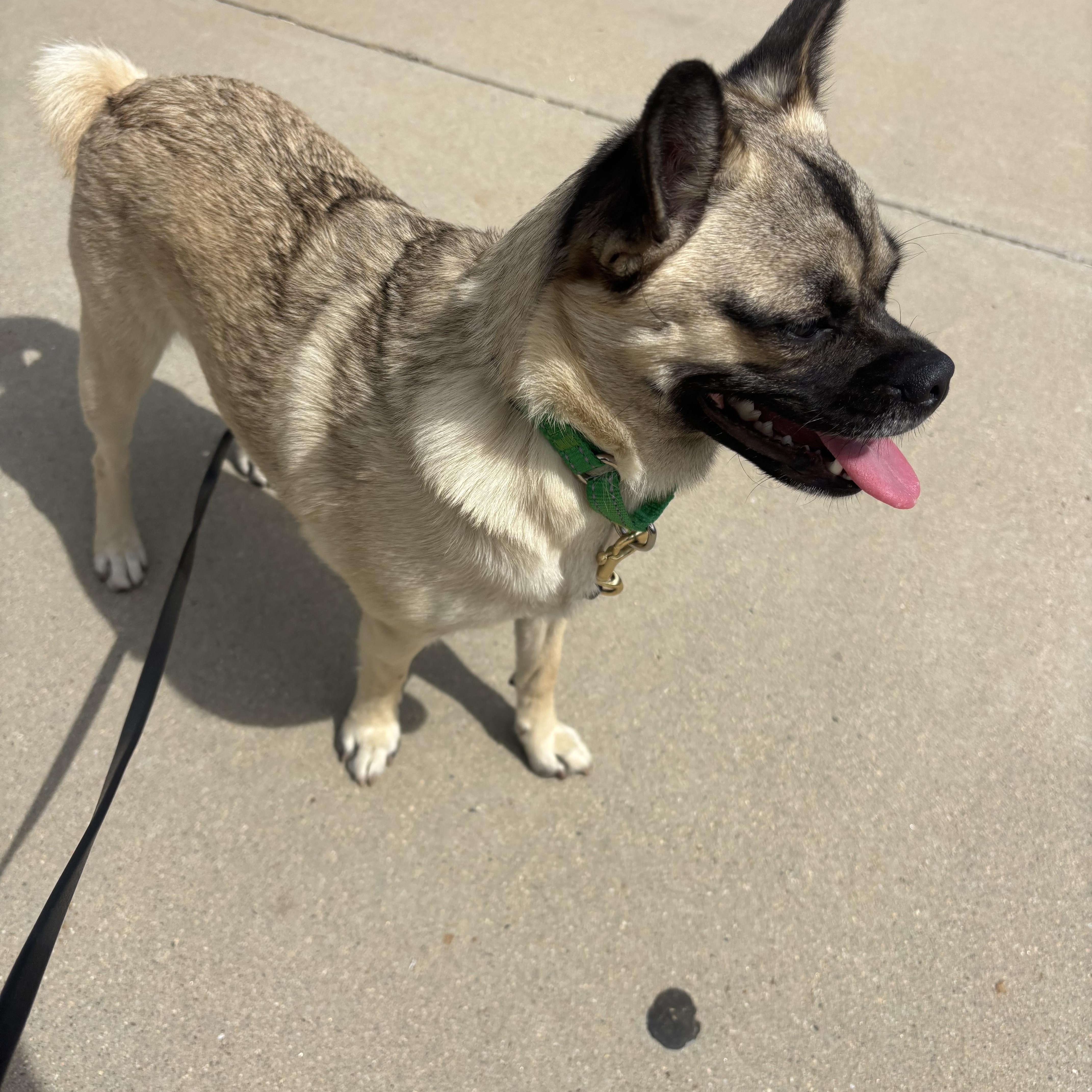 Enlarge Lilo, a ADOPTABLE mixed breed in Rancho Santa Margarita, CA image 1/4