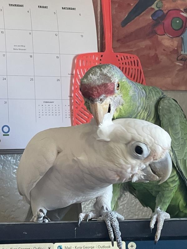 Enlarge Gabriel, a Adoptable Cockatoo in Elizabeth, CO image 1/1