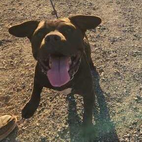 Justice, Adoptable, Adult Female Pit Bull Terrier & Mixed Breed.