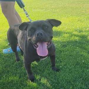 Enlarge Justice, a Adoptable mixed breed in Turlock, CA image 2/6