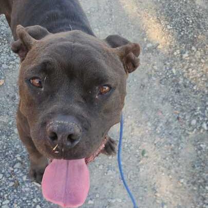 Enlarge Justice, a Adoptable mixed breed in Turlock, CA image 3/6