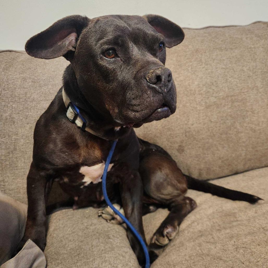 Enlarge Justice, a Adoptable mixed breed in Turlock, CA image 4/6