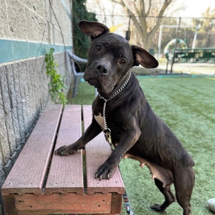 Enlarge Justice, a Adoptable mixed breed in Turlock, CA image 5/6