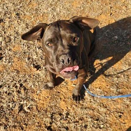 Enlarge Justice, a Adoptable mixed breed in Turlock, CA image 6/6