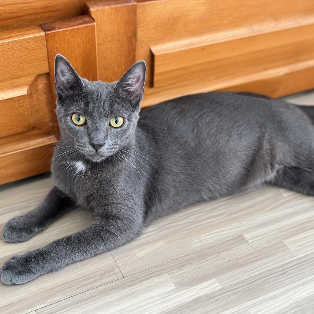 Adonis, Adoptable, Young Male Domestic Short Hair & Russian Blue.